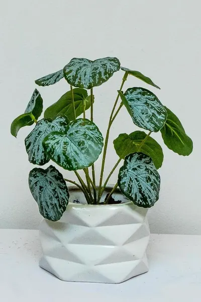Tradescantia ceniza 25cm largo