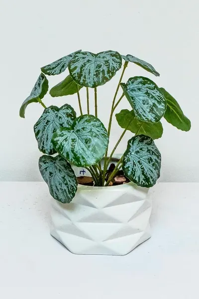 Tradescantia ceniza 25cm largo