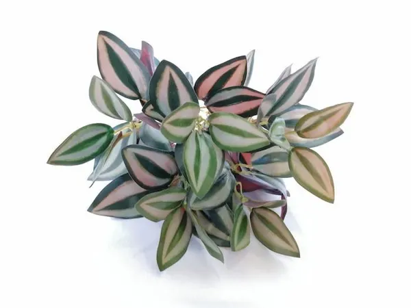 Tradescantia con 5 varas, 32cm