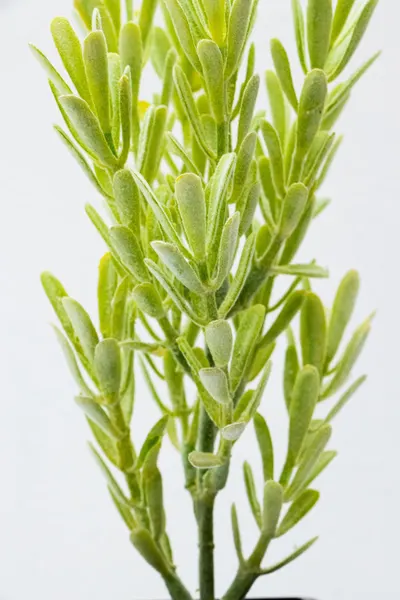 Varita de suriana ceniza 38cm
