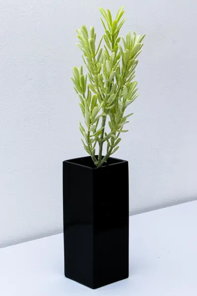 Varita de suriana ceniza 38cm