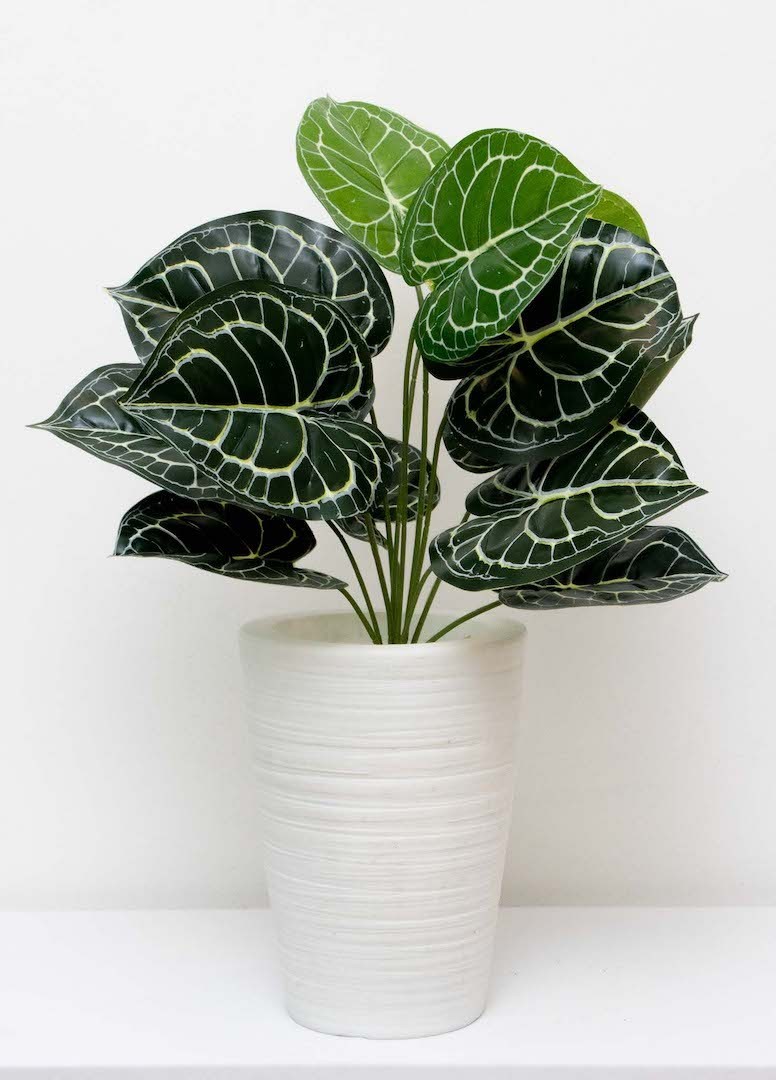 Follaje Calathea esqueleto 50cm