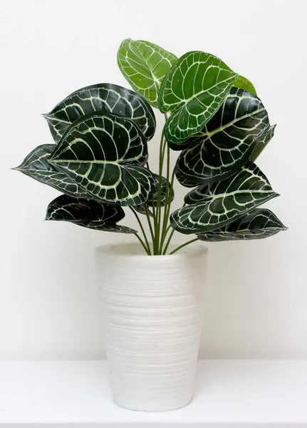 Follaje Calathea esqueleto 50cm