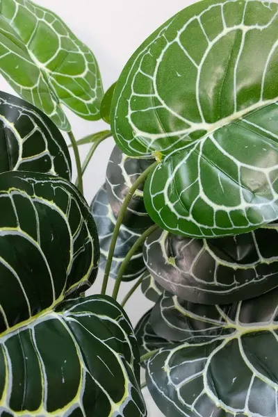 Follaje Calathea esqueleto 50cm
