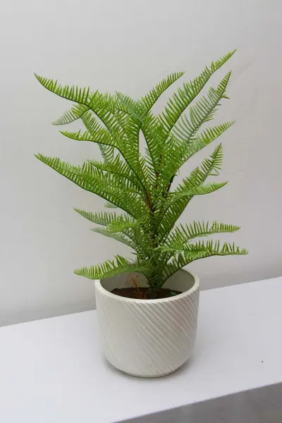 Follaje Cypreés 50cm