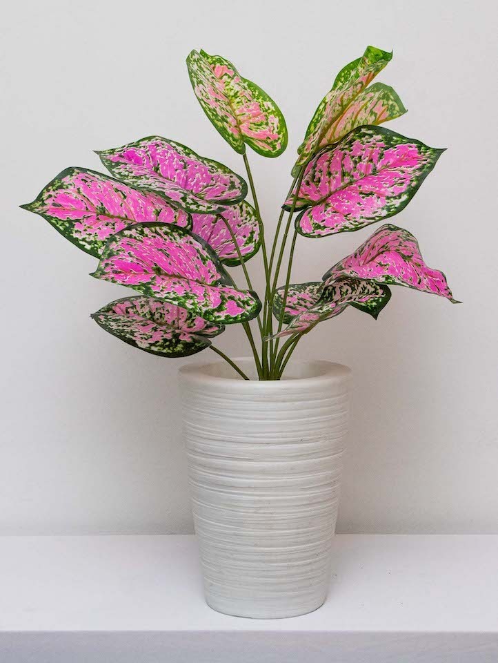 Follaje dalmata rosa 50cm
