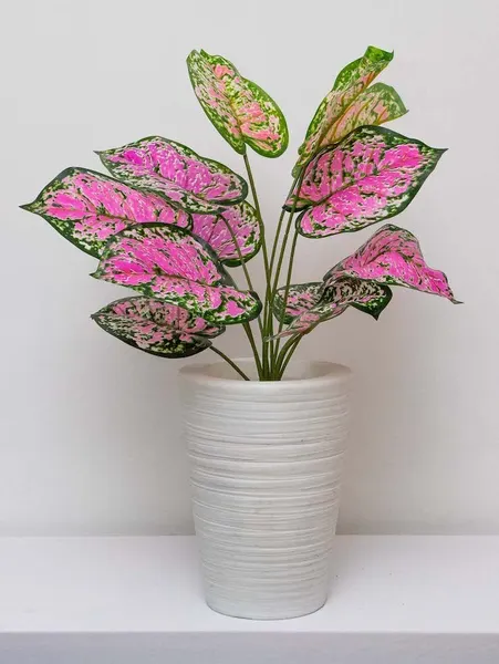 Follaje dalmata rosa 50cm