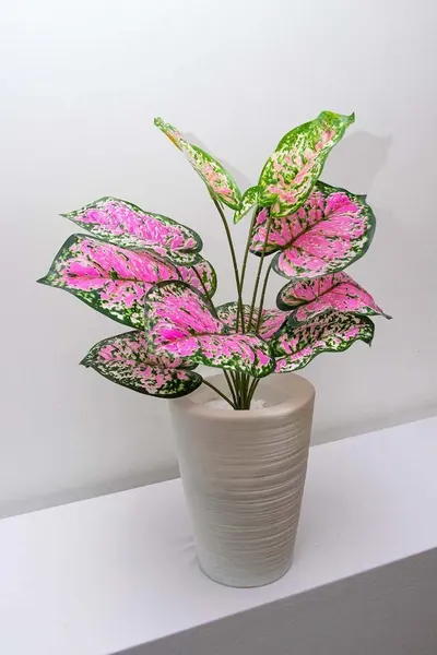 Follaje dalmata rosa 50cm