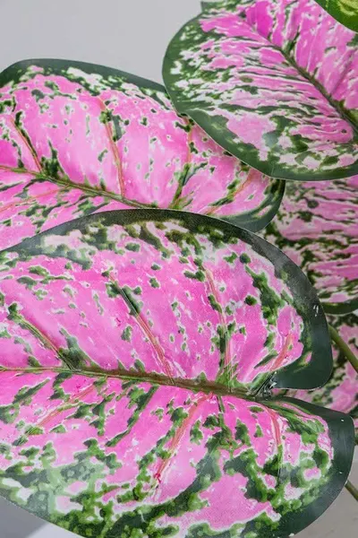 Follaje dalmata rosa 50cm