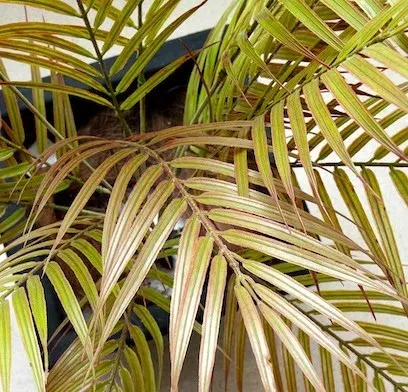 Follaje hojas de palma 75cm, dos colores