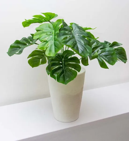 Follaje monstera 50cm