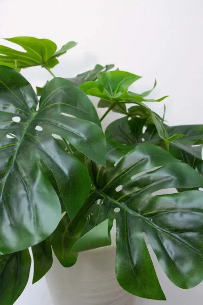 Follaje monstera 50cm