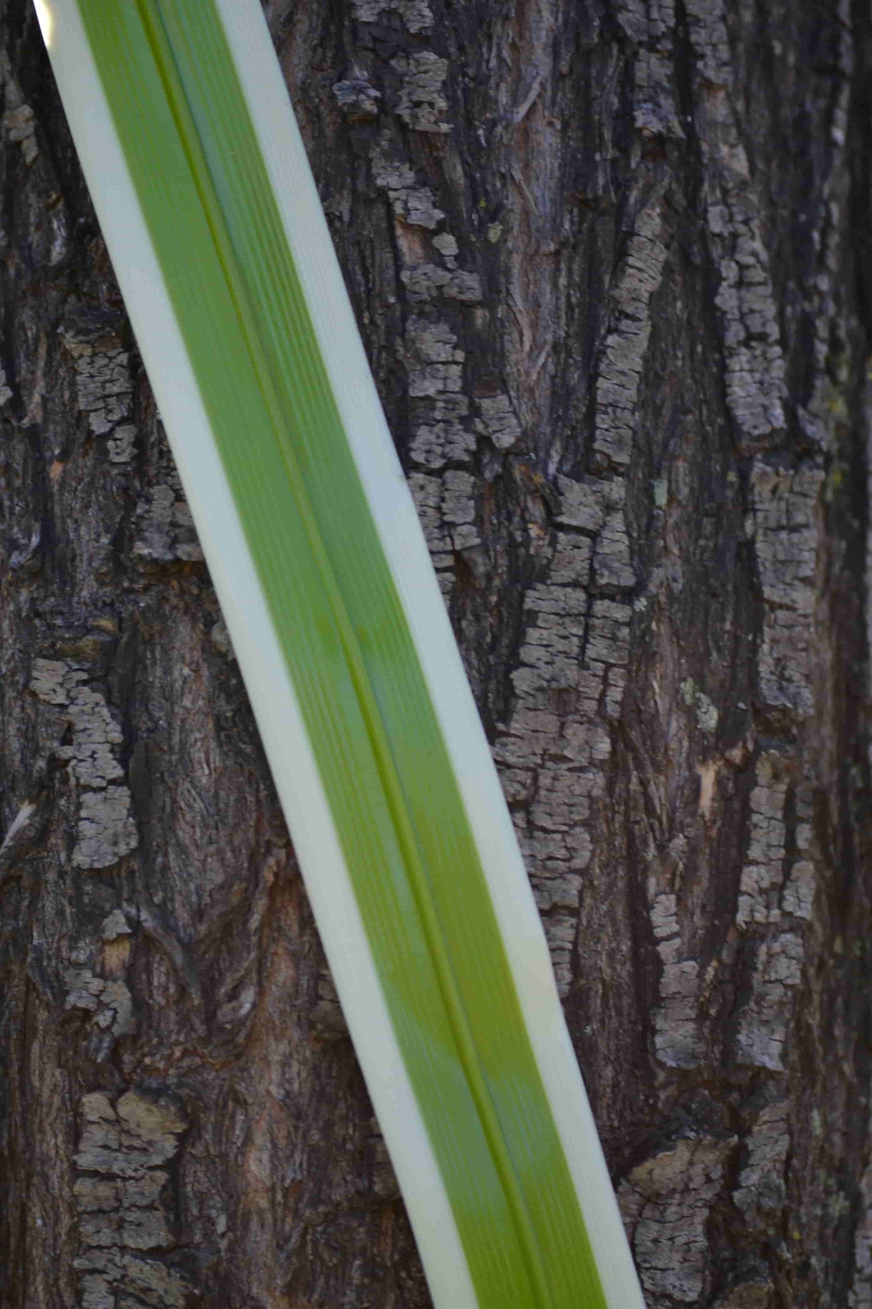 Fornio de plástico flexible 80cm