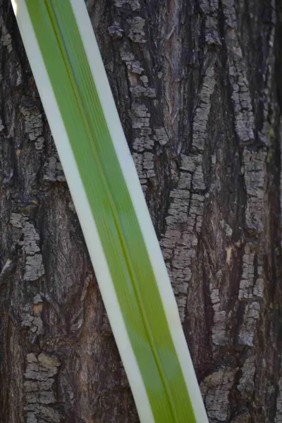 Fornio de plástico flexible 80cm