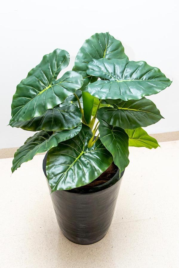 Hoja elegante natural  66cm de largo