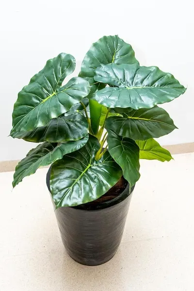 Hoja elegante natural  66cm de largo