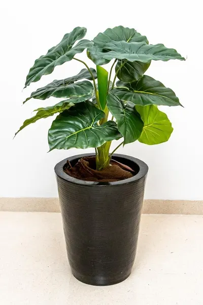 Hoja elegante natural  66cm de largo