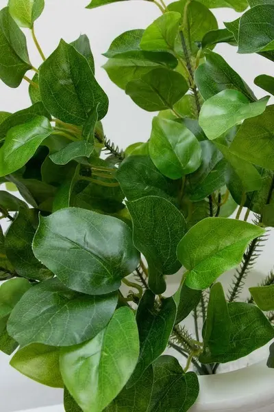 Licolisandra verde 50cm