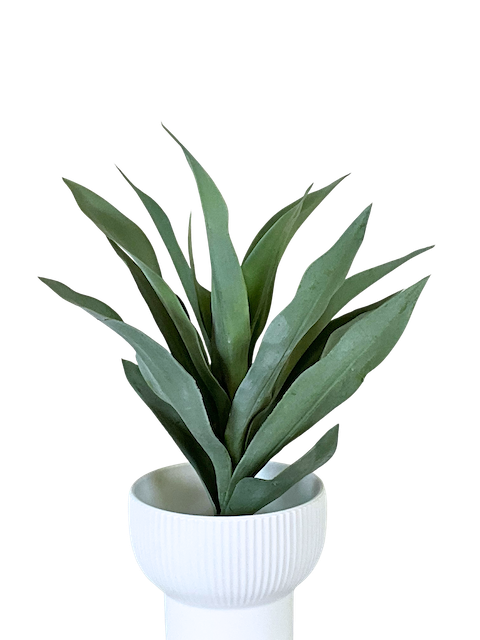 Planta Agapando 55cm largo, tres colores