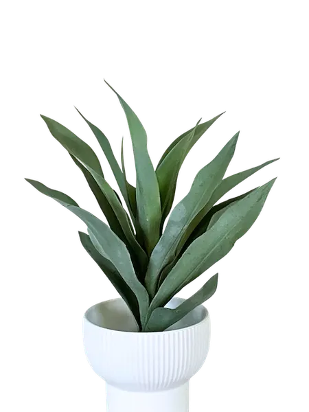 Planta Agapando 55cm largo, tres colores