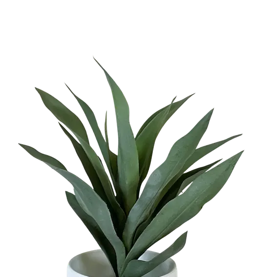 Planta Agapando 55cm largo, tres colores