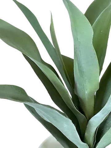 Planta Agapando 55cm largo, tres colores