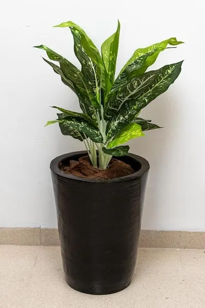 Planta calathea 57cm de largo