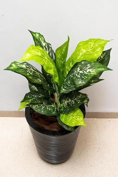 Planta calathea 57cm de largo