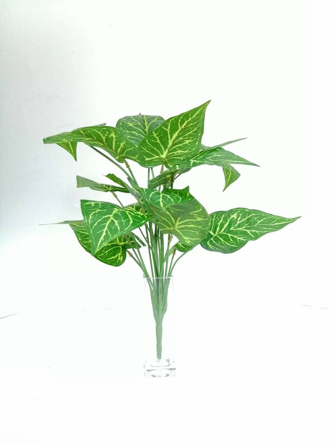 Paquete Calathea Lousiae 58cm largo, 12 pzas
