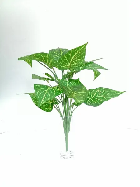 Paquete Calathea Lousiae 58cm largo, 12 pzas