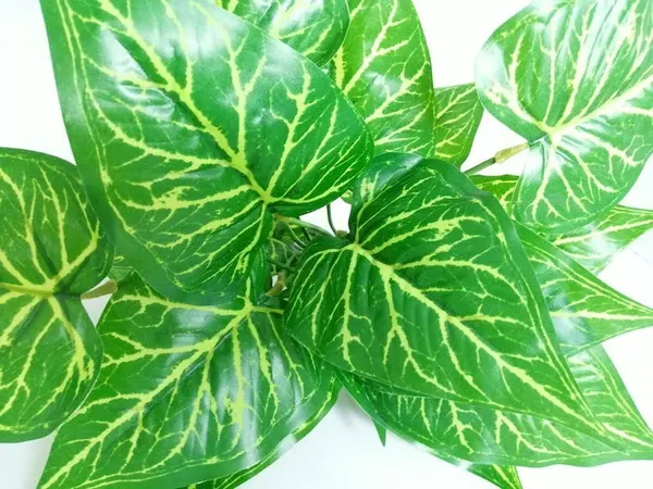 Paquete Calathea Lousiae 58cm largo, 12 pzas