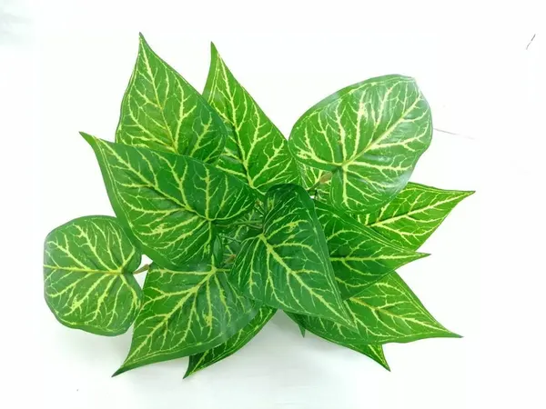 Paquete Calathea Lousiae 58cm largo, 12 pzas