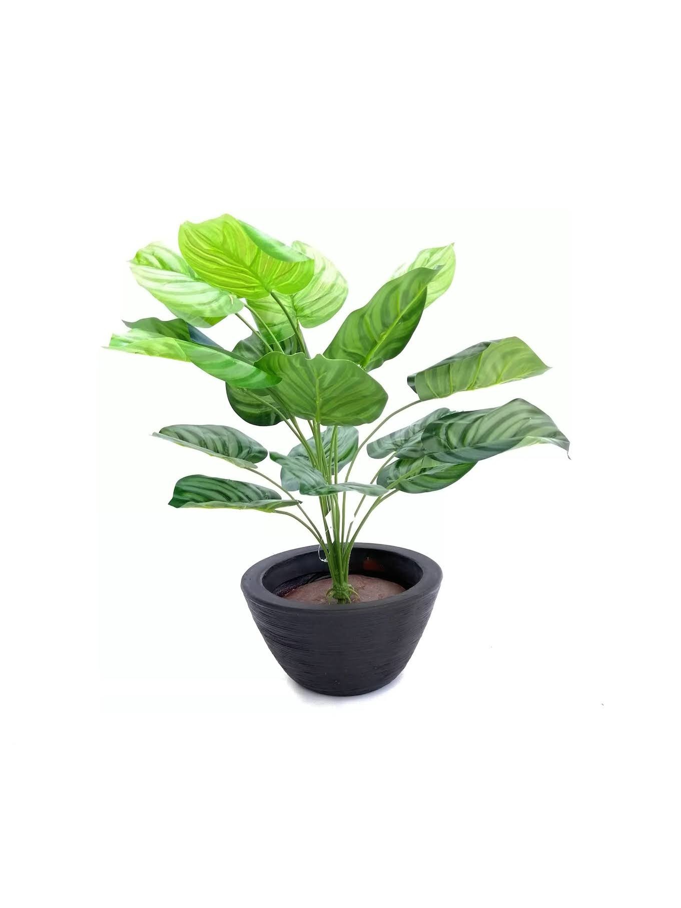Planta calathea plateada 60cm