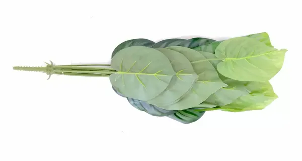 Planta calathea plateada 60cm