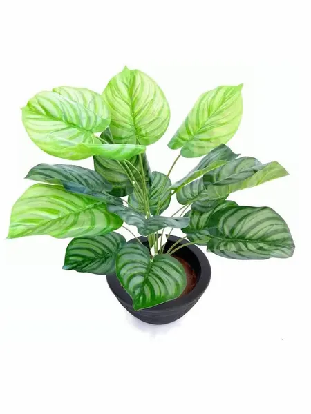 Planta calathea plateada 60cm