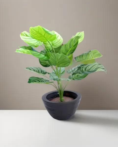 Planta calathea plateada 60cm