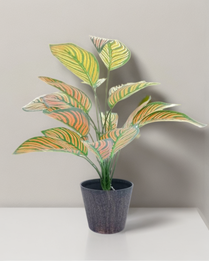 Paquete calathea Portokali 58cm largo, 12 Pzas
