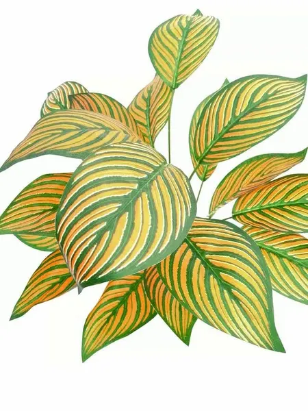 Paquete calathea Portokali 58cm largo, 12 Pzas