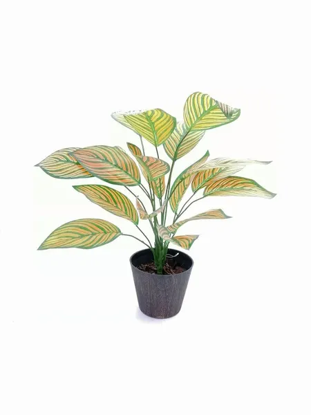 Paquete calathea Portokali 58cm largo, 12 Pzas