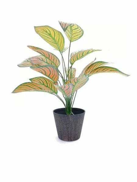 Paquete calathea Portokali 58cm largo, 12 Pzas