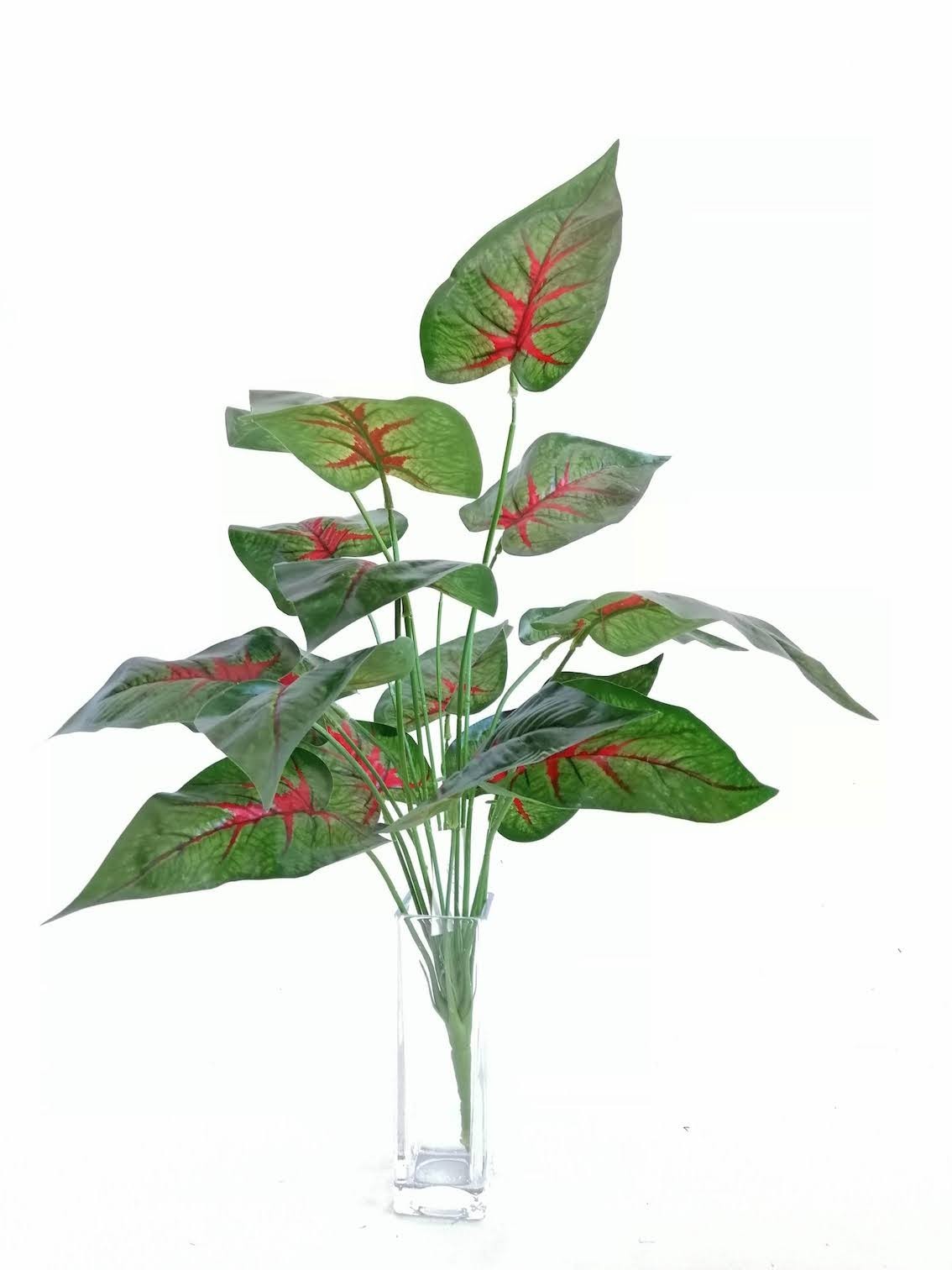 Paquete calathea rosea roja 58cm largo, 12pzas