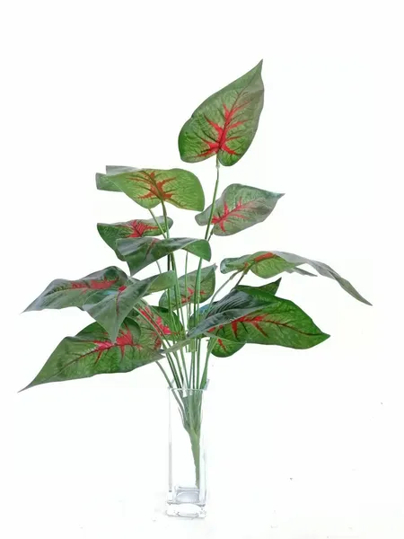 Paquete calathea rosea roja 58cm largo, 12pzas