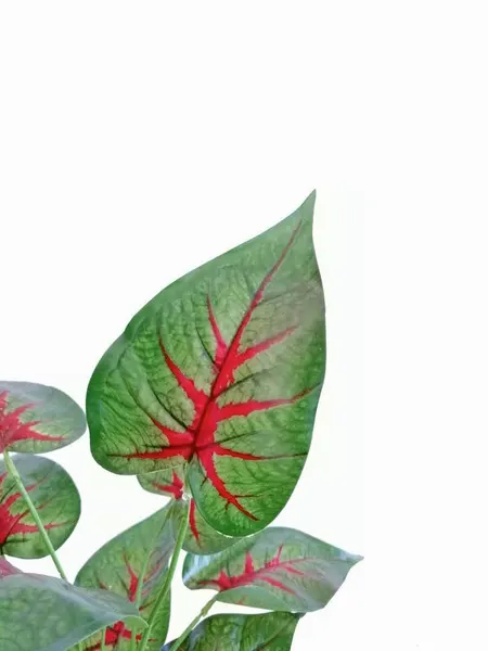 Paquete calathea rosea roja 58cm largo, 12pzas