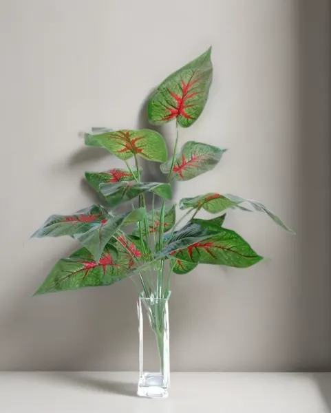 Paquete calathea rosea roja 58cm largo, 12pzas