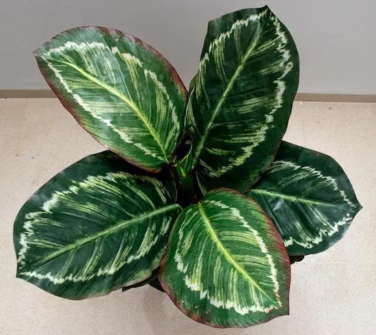 Planta calathea roseopicta 60cm de largo