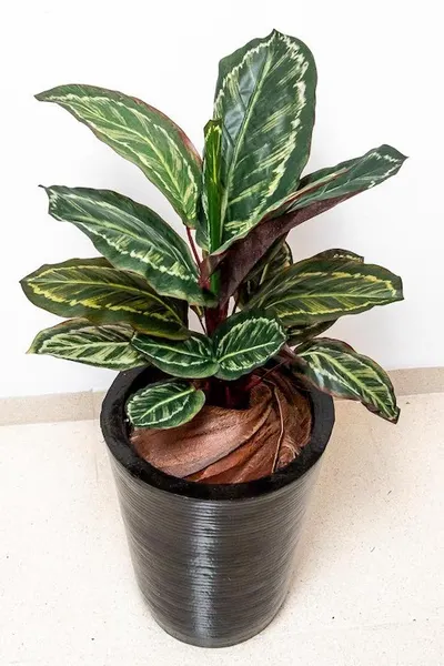 Planta calathea roseopicta 60cm de largo