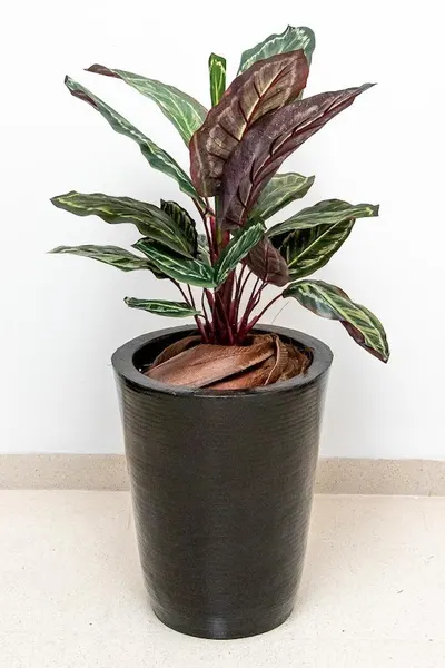 Planta calathea roseopicta 60cm de largo