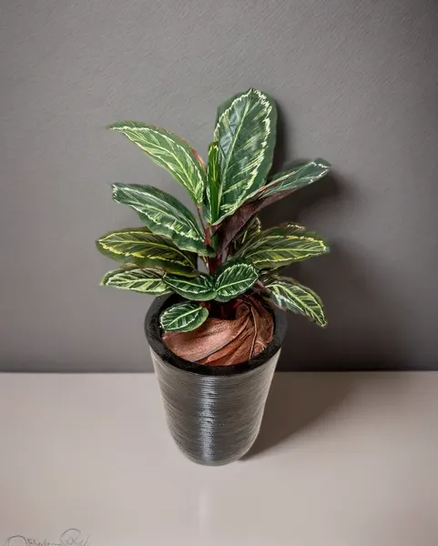 Planta calathea roseopicta 60cm de largo