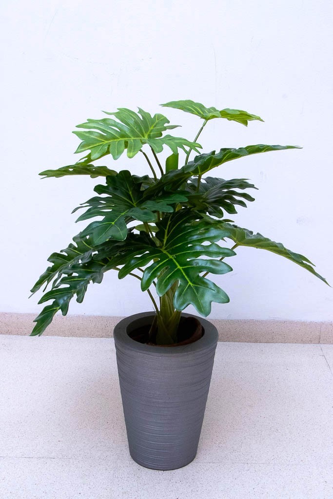 Planta costilla de adán de 65cm largo