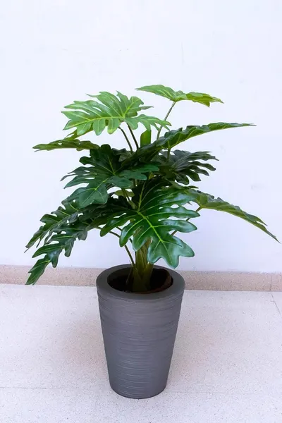Planta costilla de adán de 65cm largo